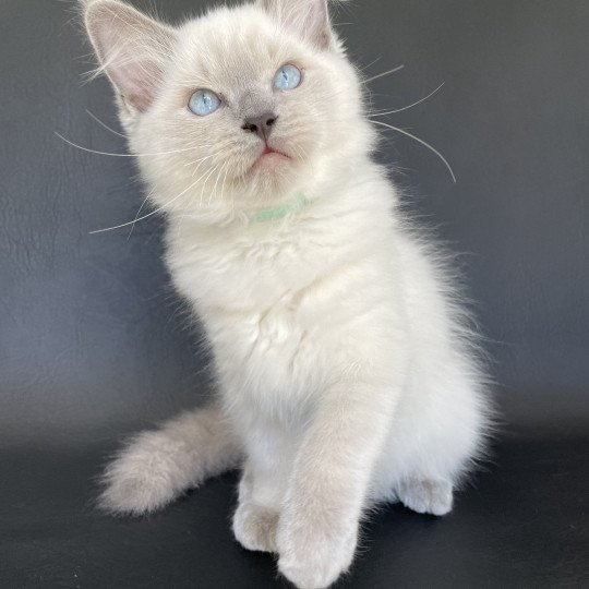 chaton Ragdoll blue point Sterling Les Ragdolls de la Croisette