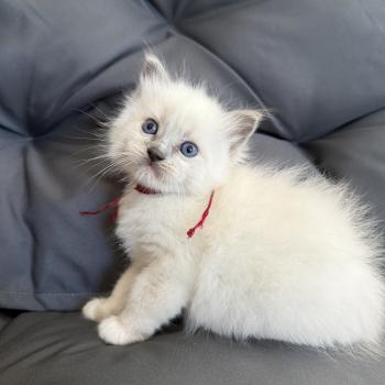 chaton Ragdoll blue point mitted bordeau Les Ragdolls de la Croisette