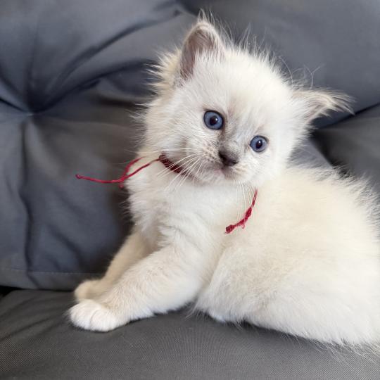 chaton Ragdoll blue point mitted bordeau Les Ragdolls de la Croisette