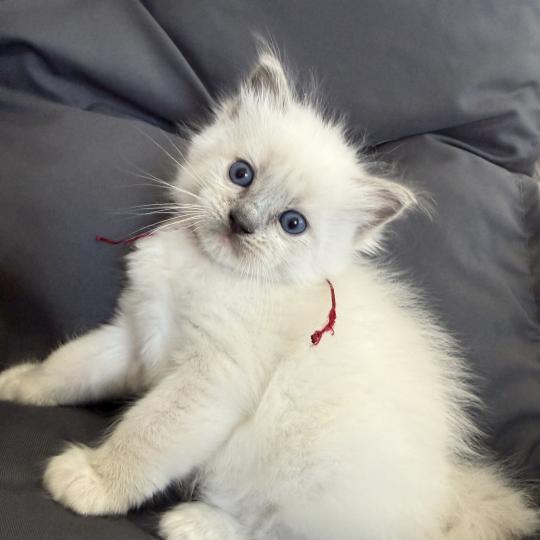 chaton Ragdoll blue point mitted bordeau Les Ragdolls de la Croisette