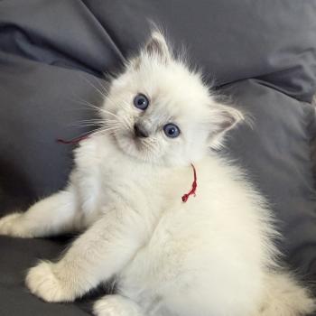 chaton Ragdoll blue point mitted bordeau Les Ragdolls de la Croisette