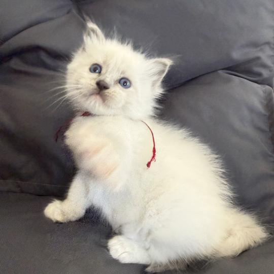 chaton Ragdoll blue point mitted bordeau Les Ragdolls de la Croisette