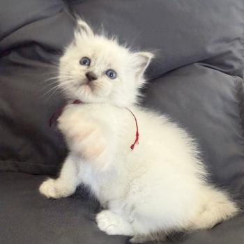 chaton Ragdoll blue point mitted bordeau Les Ragdolls de la Croisette