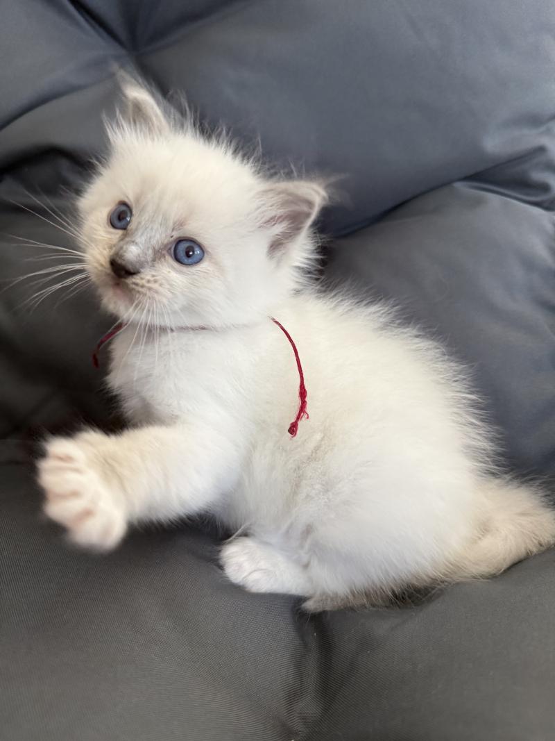 bordeau De La Croisette Mâle Ragdoll