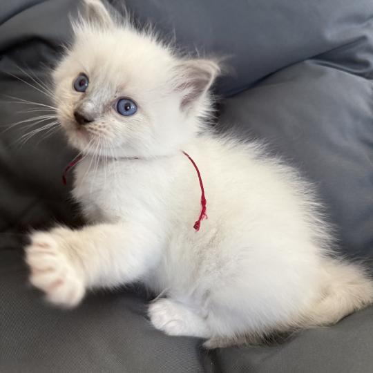 chaton Ragdoll blue point mitted bordeau Les Ragdolls de la Croisette
