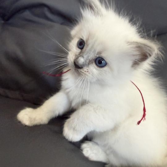 chaton Ragdoll blue point mitted bordeau Les Ragdolls de la Croisette