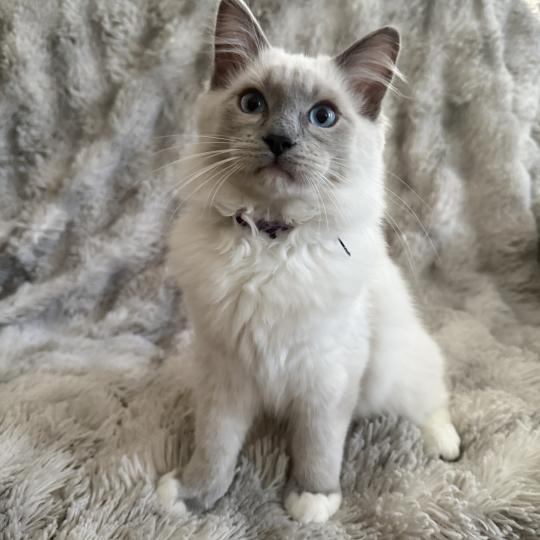 chaton Ragdoll blue point mitted Buzz l'éclair Les Ragdolls de la Croisette