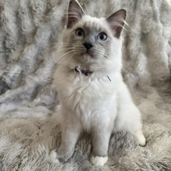 chaton Ragdoll blue point mitted Buzz l'éclair Les Ragdolls de la Croisette
