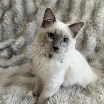chaton Ragdoll blue point mitted Buzz l'éclair Les Ragdolls de la Croisette