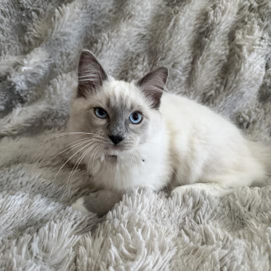 chaton Ragdoll blue point mitted Buzz l'éclair Les Ragdolls de la Croisette