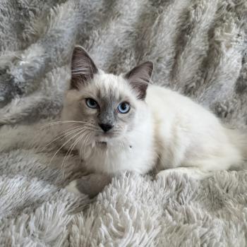chaton Ragdoll blue point mitted Buzz l'éclair Les Ragdolls de la Croisette