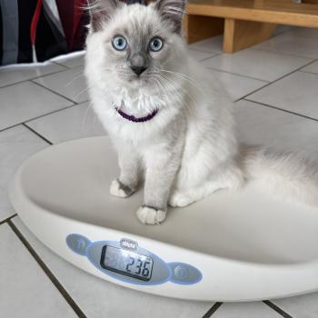 chaton Ragdoll blue point mitted Buzz l'éclair Les Ragdolls de la Croisette