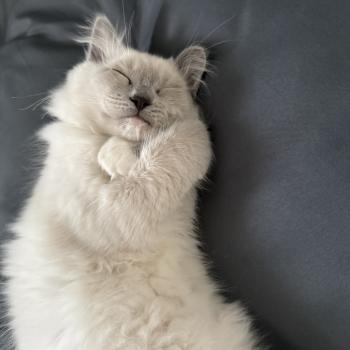 chaton Ragdoll blue point mitted Buzz l'éclair Les Ragdolls de la Croisette