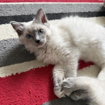 chaton Ragdoll blue point mitted Buzz l'éclair Les Ragdolls de la Croisette