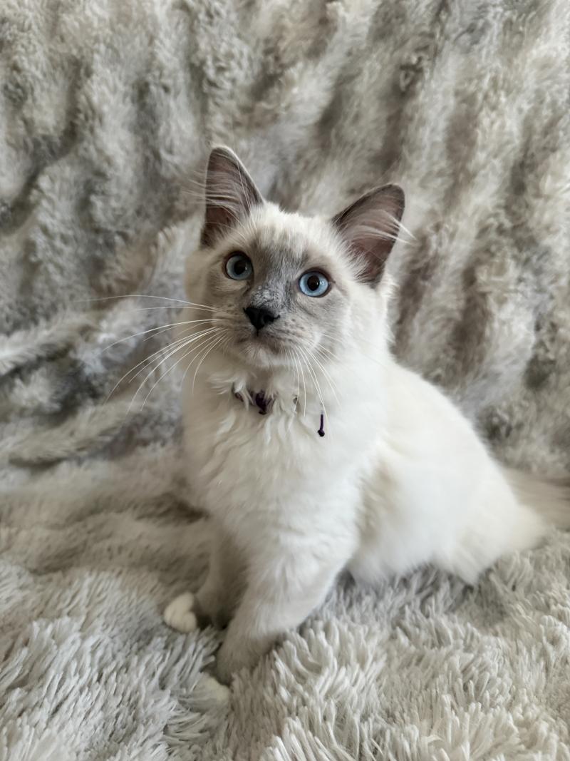 Buzz l'éclair De La Croisette Mâle Ragdoll