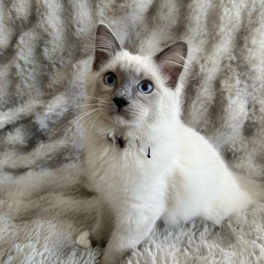 Buzz l'éclair De La Croisette Mâle Ragdoll