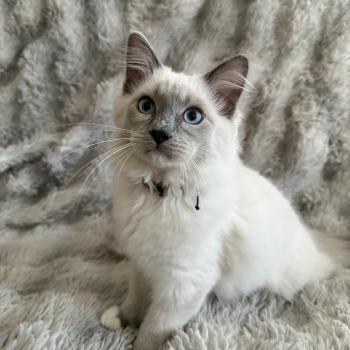 Buzz l'éclair De La Croisette Mâle Ragdoll