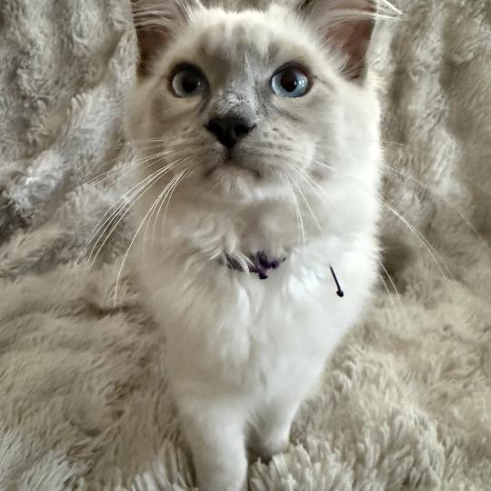 chaton Ragdoll blue point mitted Buzz l'éclair Les Ragdolls de la Croisette