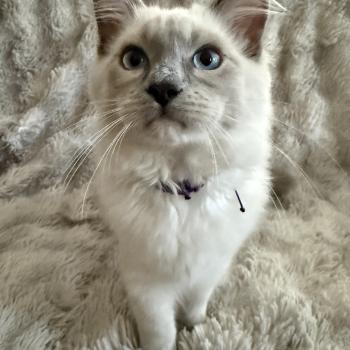chaton Ragdoll blue point mitted Buzz l'éclair Les Ragdolls de la Croisette
