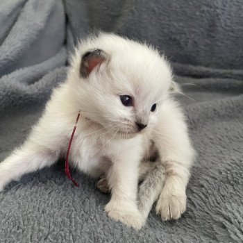 chaton Ragdoll Bordeau Les Ragdolls de la Croisette chaton Ragdoll Bordeau Les Ragdolls de la Croisette