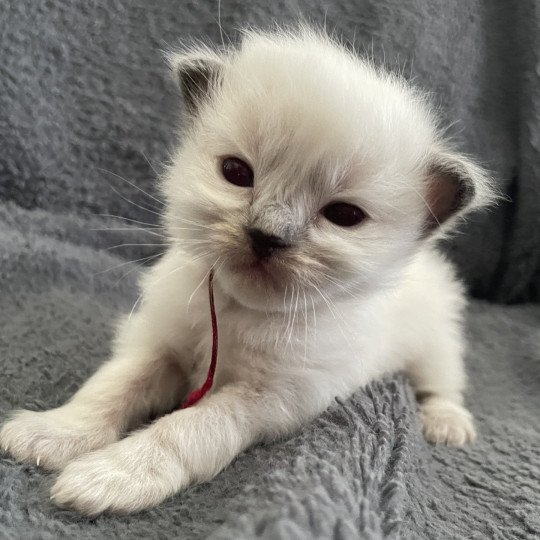 chaton Ragdoll Bordeau Les Ragdolls de la Croisette