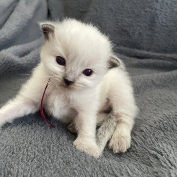 chaton Ragdoll Bordeau Les Ragdolls de la Croisette chaton Ragdoll Bordeau Les Ragdolls de la Croisette