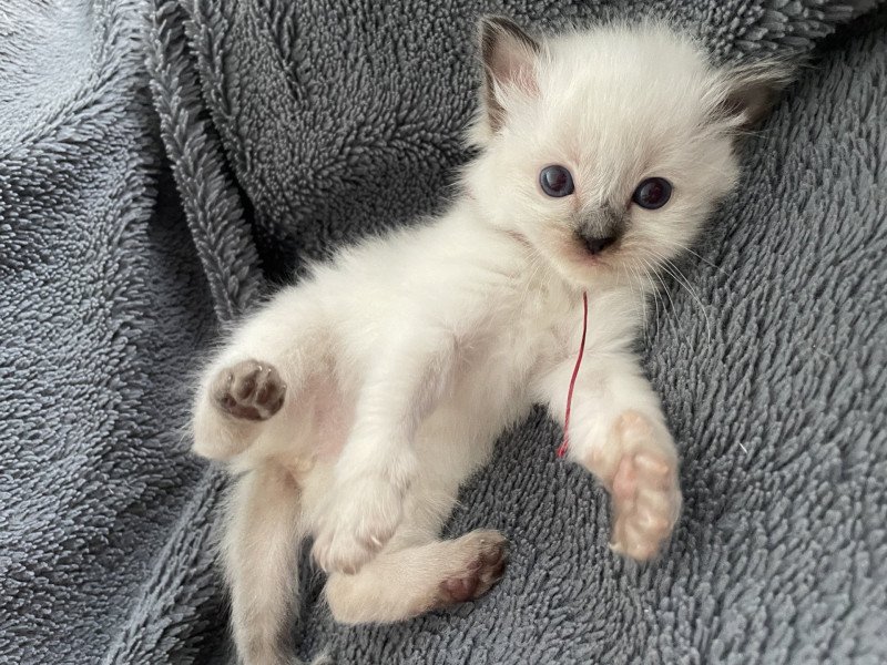 Awaï BORDEAU De La Croisette Femelle Ragdoll
