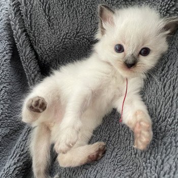 Awaï BORDEAU De La Croisette Femelle Ragdoll