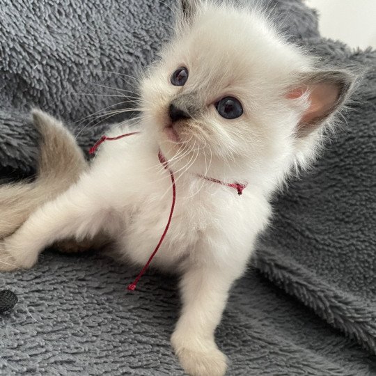 chaton Ragdoll seal point Bordeau Les Ragdolls de la Croisette