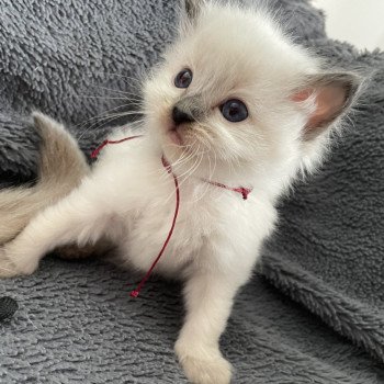 chaton Ragdoll seal point Bordeau Les Ragdolls de la Croisette chaton Ragdoll seal point Bordeau Les Ragdolls de la Croisette