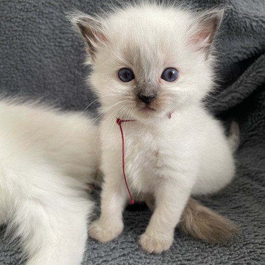 chaton Ragdoll seal point Bordeau Les Ragdolls de la Croisette