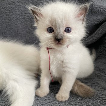 chaton Ragdoll seal point Bordeau Les Ragdolls de la Croisette chaton Ragdoll seal point Bordeau Les Ragdolls de la Croisette