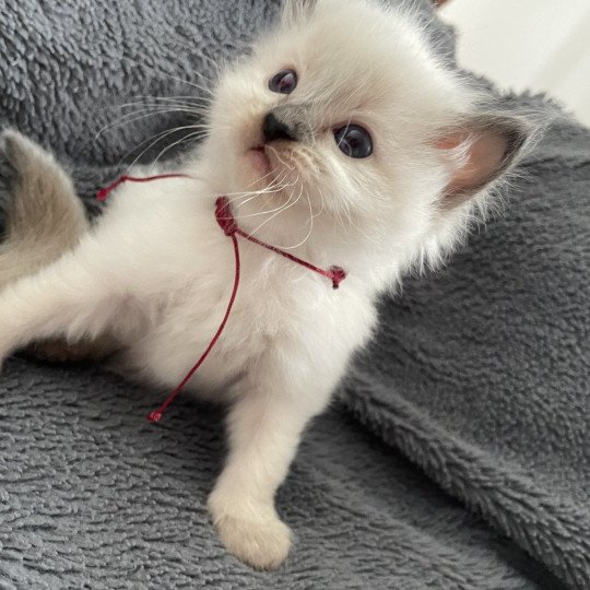 chaton Ragdoll seal point Bordeau Les Ragdolls de la Croisette
