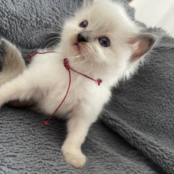 chaton Ragdoll seal point Bordeau Les Ragdolls de la Croisette chaton Ragdoll seal point Bordeau Les Ragdolls de la Croisette