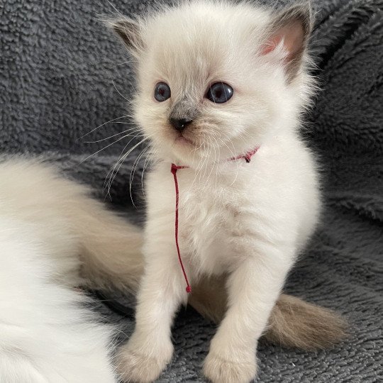 chaton Ragdoll seal point Bordeau Les Ragdolls de la Croisette