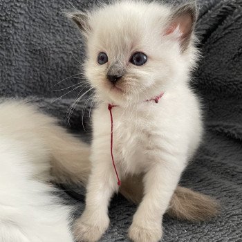 chaton Ragdoll seal point Bordeau Les Ragdolls de la Croisette chaton Ragdoll seal point Bordeau Les Ragdolls de la Croisette