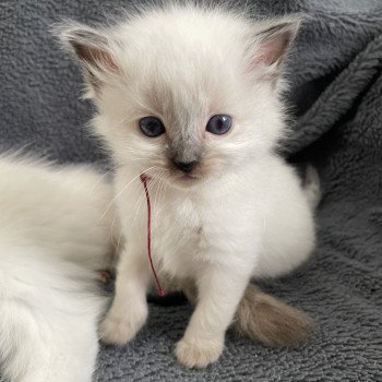 chaton Ragdoll seal point Bordeau Les Ragdolls de la Croisette chaton Ragdoll seal point Bordeau Les Ragdolls de la Croisette