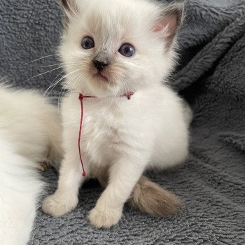 chaton Ragdoll seal point Bordeau Les Ragdolls de la Croisette chaton Ragdoll seal point Bordeau Les Ragdolls de la Croisette