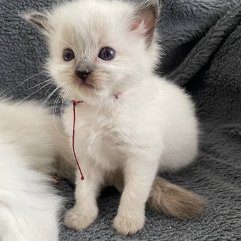 chaton Ragdoll seal point Bordeau Les Ragdolls de la Croisette chaton Ragdoll seal point Bordeau Les Ragdolls de la Croisette