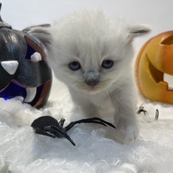 chaton Ragdoll blue point mitted Brun Les Ragdolls de la Croisette