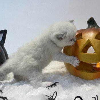 chaton Ragdoll blue point mitted Brun Les Ragdolls de la Croisette