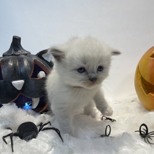 chaton Ragdoll blue point mitted Brun Les Ragdolls de la Croisette