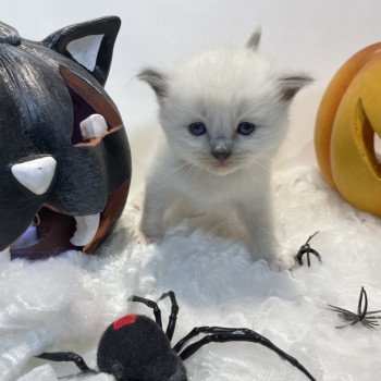 chaton Ragdoll blue point mitted Brun Les Ragdolls de la Croisette