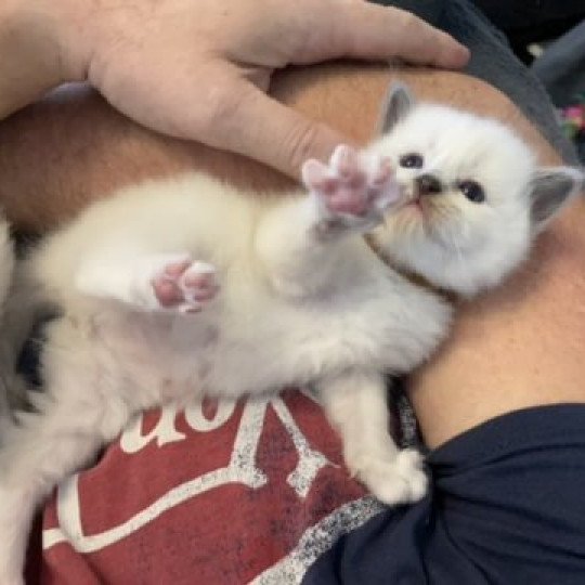 chaton Ragdoll blue point mitted Brun Les Ragdolls de la Croisette