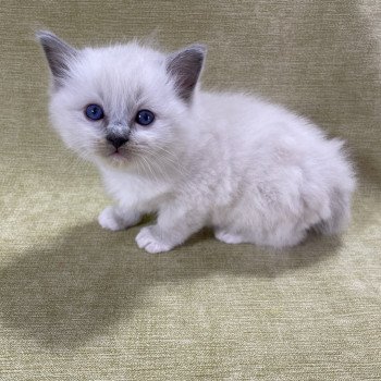 chaton Ragdoll blue point mitted Brun Les Ragdolls de la Croisette chaton Ragdoll blue point mitted Brun Les Ragdolls de la Croisette