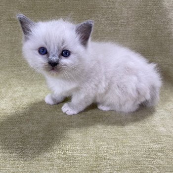 chaton Ragdoll blue point mitted Brun Les Ragdolls de la Croisette