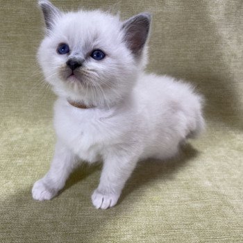 chaton Ragdoll blue point mitted Brun Les Ragdolls de la Croisette