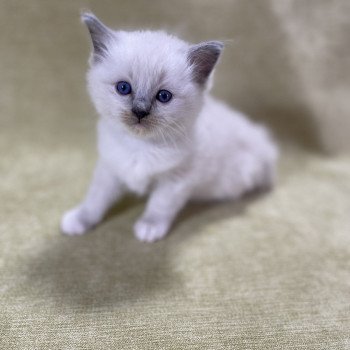 chaton Ragdoll blue point mitted Brun Les Ragdolls de la Croisette