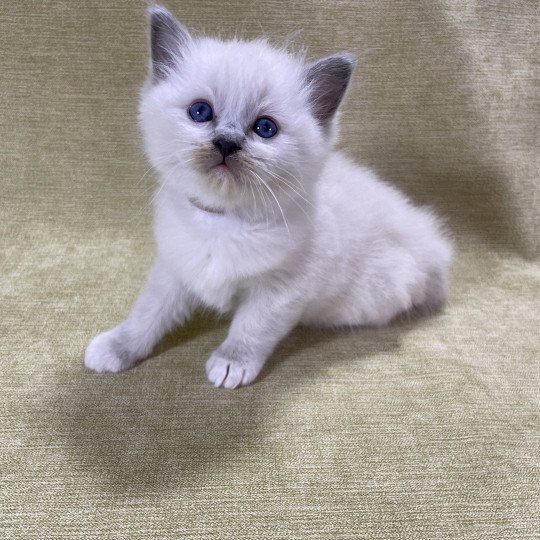 chaton Ragdoll blue point mitted Brun Les Ragdolls de la Croisette