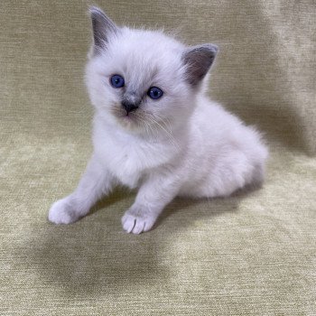 chaton Ragdoll blue point mitted Brun Les Ragdolls de la Croisette